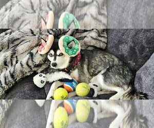 Mother of the Alaskan Klee Kai puppies born on 03/22/2025
