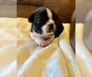 Boston Terrier Puppy for sale in WASHBURN, MO, USA