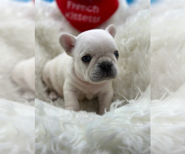 Medium Photo #2 French Bulldog Puppy For Sale in WATER MILL, NY, USA