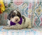 Small Photo #2 Miniature Bernedoodle Puppy For Sale in LANCASTER, PA, USA