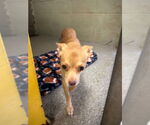 Small #1 Chihuahua