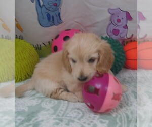 Chiweenie-Poodle (Toy) Mix Puppy for sale in RATTAN, OK, USA