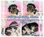 Small #1 French Bulldog
