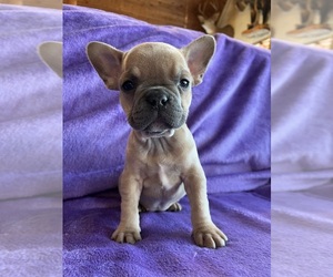 French Bulldog Puppy for Sale in CROSWELL, Michigan USA