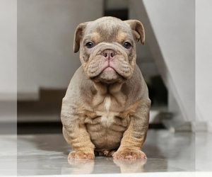 English Bulldog Puppy for sale in BEVERLY HILLS, CA, USA