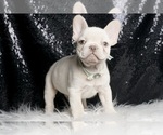 Small #3 French Bulldog