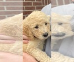 Small Photo #1 Goldendoodle Puppy For Sale in LITTLE FLOCK, AR, USA
