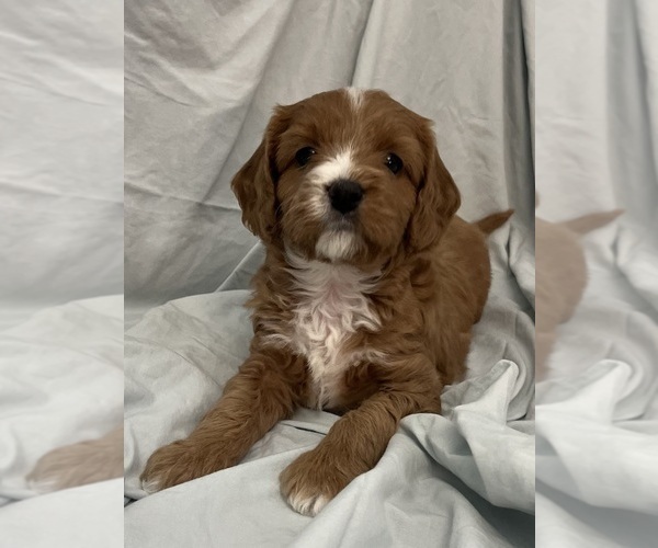 Medium Photo #49 Cavapoo Puppy For Sale in PENSACOLA, FL, USA