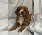 Small Photo #49 Cavapoo Puppy For Sale in PENSACOLA, FL, USA