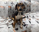 Small #1 Beagle Mix