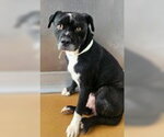 Small #4 Mutt