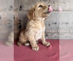 Small #3 Golden Retriever