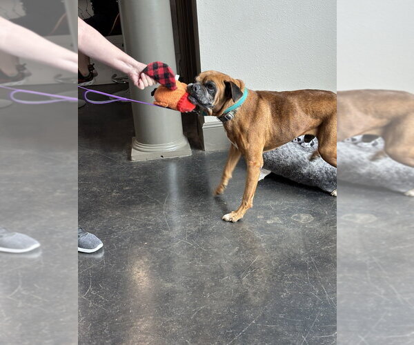 Medium Photo #8 Boxer Puppy For Sale in Austin, TX, USA