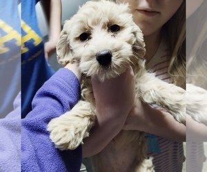 Maltipoo Puppy for sale in CINCINNATI, OH, USA