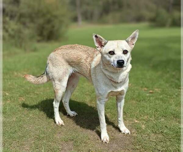 Medium Photo #7 Mutt Puppy For Sale in Talladega, AL, USA