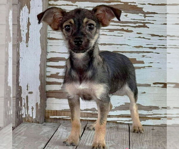 Medium Photo #1 Chiweenie Puppy For Sale in Rockaway, NJ, USA