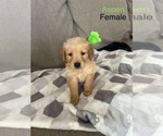 Puppy Aspen Golden Retriever
