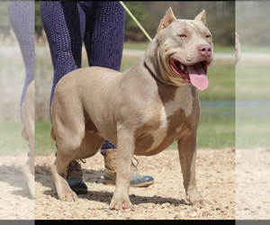 Mother of the American Bully puppies born on 07/07/2021