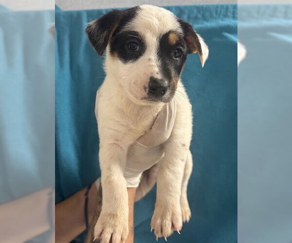 Medium Photo #2 German Shepherd Dog Puppy For Sale in Riverside, CA, USA