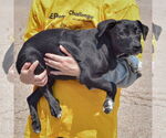 Small #2 American Staffordshire Terrier Mix