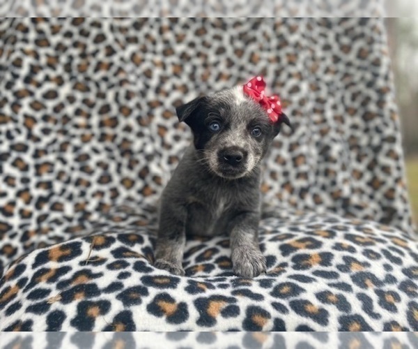 Medium Photo #4 Australian Cattle Dog Puppy For Sale in LAKELAND, FL, USA