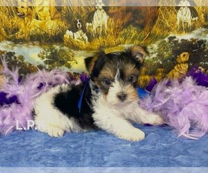 Yorkshire Terrier Puppy for sale in WINNSBORO, LA, USA
