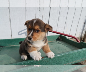 Pembroke Welsh Corgi Puppy for sale in JACKSON, MI, USA