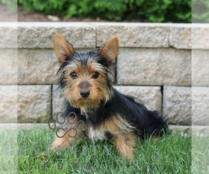 Yorkshire Terrier Puppy for sale in BIRD IN HAND, PA, USA