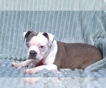 Small #7 Boston Terrier