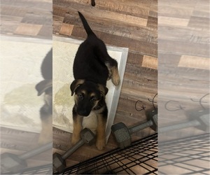 German Shepherd Dog Puppy for sale in SACRAMENTO, CA, USA