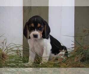 Beagle Puppy for sale in FREDERICKSBG, OH, USA