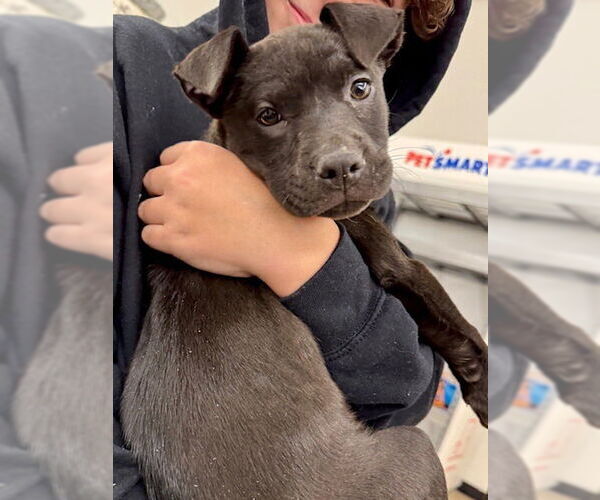 Medium Photo #7 American Staffordshire Terrier-Staffordshire Bull Terrier Mix Puppy For Sale in Brewster, NY, USA