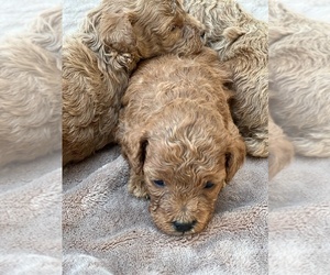 Poodle (Toy) Puppy for Sale in MONTECITO, California USA