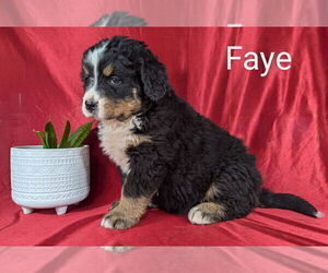 Medium Bernese Mountain Dog