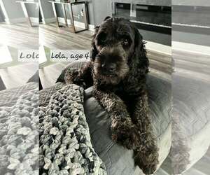 Goldendoodle Dogs for adoption in Bonita Springs, FL, USA