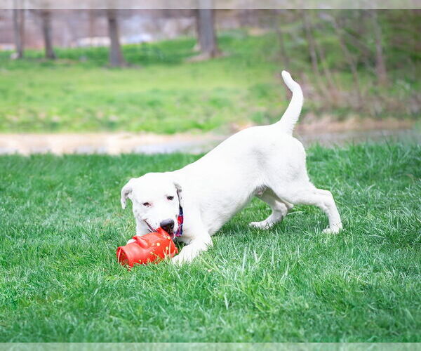 Medium Photo #2 Labrador Retriever-Unknown Mix Puppy For Sale in Unionville, PA, USA