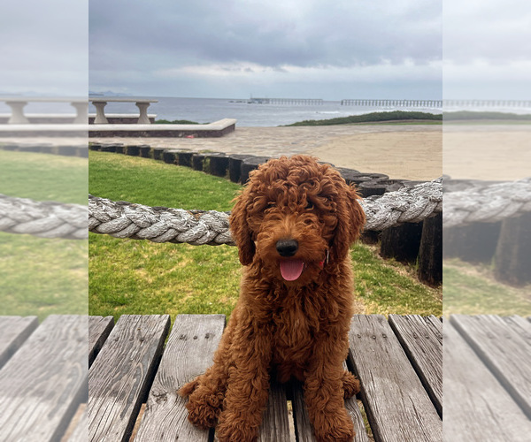 Medium Photo #1 Goldendoodle Puppy For Sale in OAKLAND, CA, USA