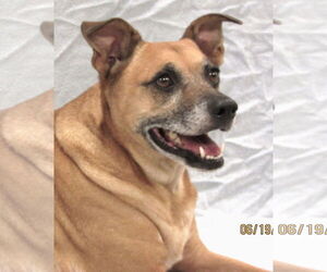 Dachshund-Unknown Mix Dogs for adoption in Conroe, TX, USA