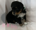 Small #40 Australian Shepherd