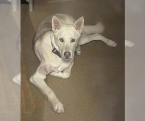 Siberian Husky Dogs for adoption in Sacramento, CA, USA