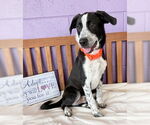 Small #2 Border Collie Mix