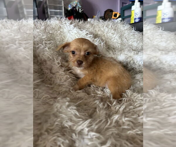 Medium Photo #2 Brussels Griffon Puppy For Sale in San Diego , CA, USA