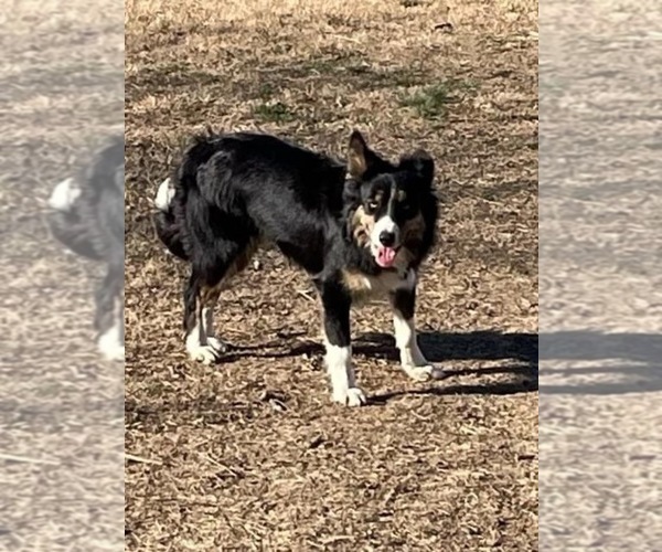 Medium Photo #1 Border Collie Puppy For Sale in MOODY, TX, USA
