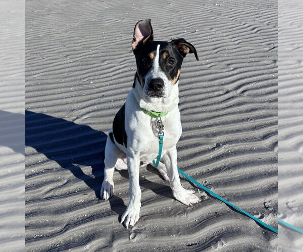 Medium Photo #3 Jack Russell Terrier-Unknown Mix Puppy For Sale in Boston, MA, USA