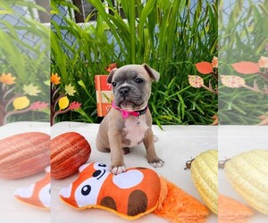 Boston Terrier Puppy for sale in PASCO, WA, USA