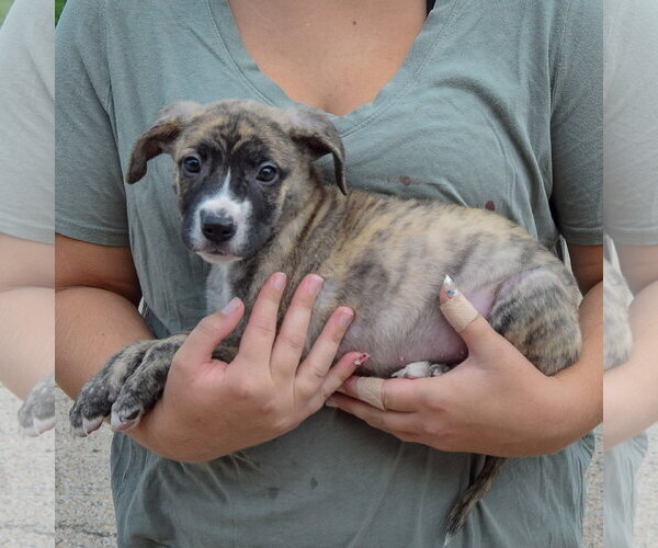 Medium Photo #2 Labsky Puppy For Sale in Huntley, IL, USA