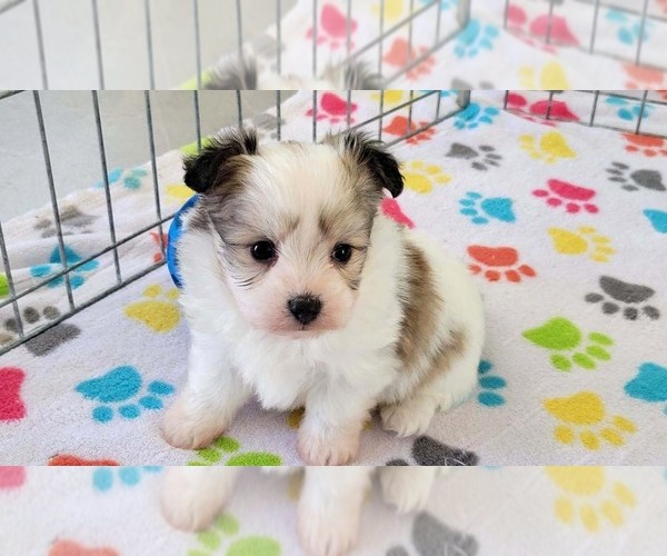 Medium Photo #7 Papitese Puppy For Sale in ORO VALLEY, AZ, USA