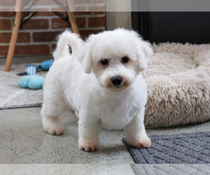 Bichon Frise Puppy for sale in SYRACUSE, IN, USA