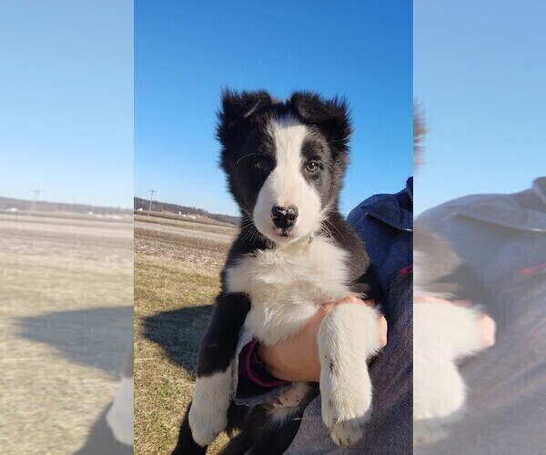 Medium Photo #11 Border Collie Puppy For Sale in NORBORNE, MO, USA