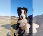 Small #1 Border Collie